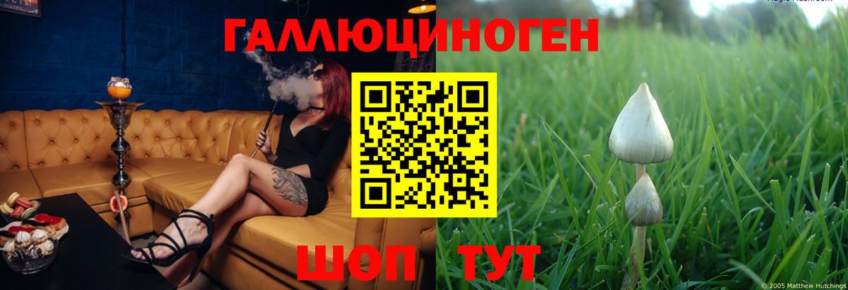 Галлюциногенные грибы Psilocybe  Вход с VPN  купить наркоту  Мурино 